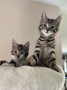 Twee tijger kittens in een krabpaal
