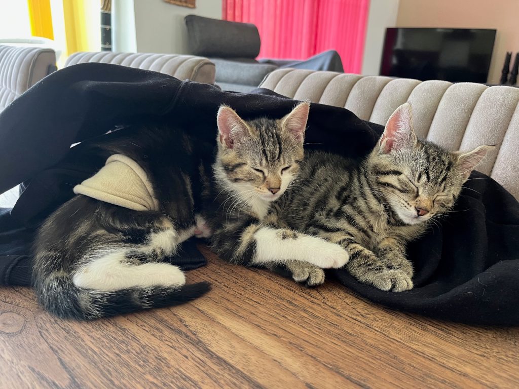 kitten met sok over sterilisatiewond