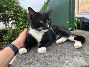 Onze buurtkat Zorro