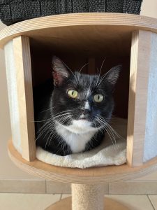 Zwart-witte kat Zorro in holletje