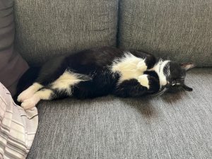 Zorro languit op de bank