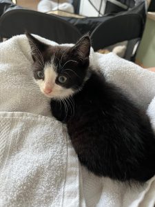 ziek zwart-wit kitten 