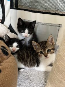drie bange kittens
