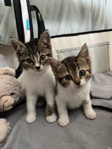 Cherry en Chouffe zijn al minder bang