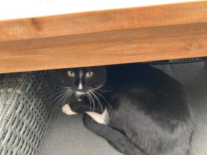 zwart-witte kat aangelopen