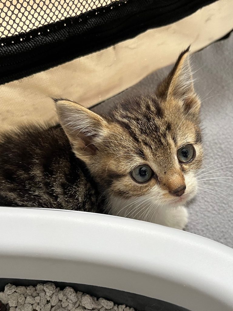 Kitten grijs tijger wit