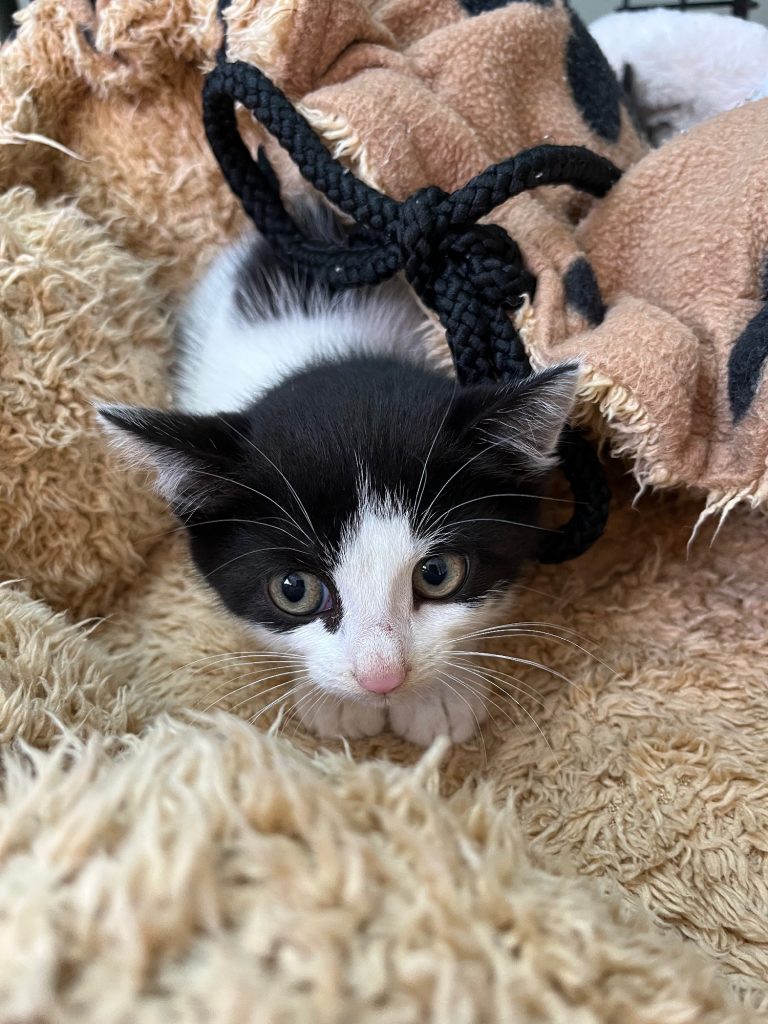 Zwart-wit kitten spicy