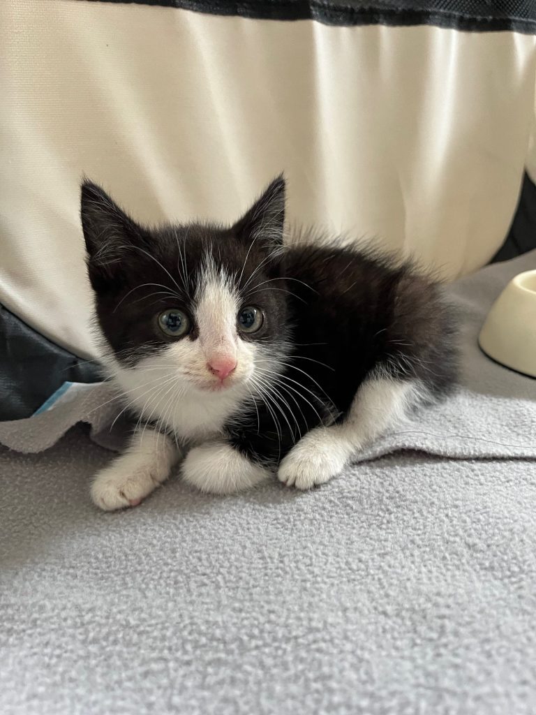 Zwart-wit kitten