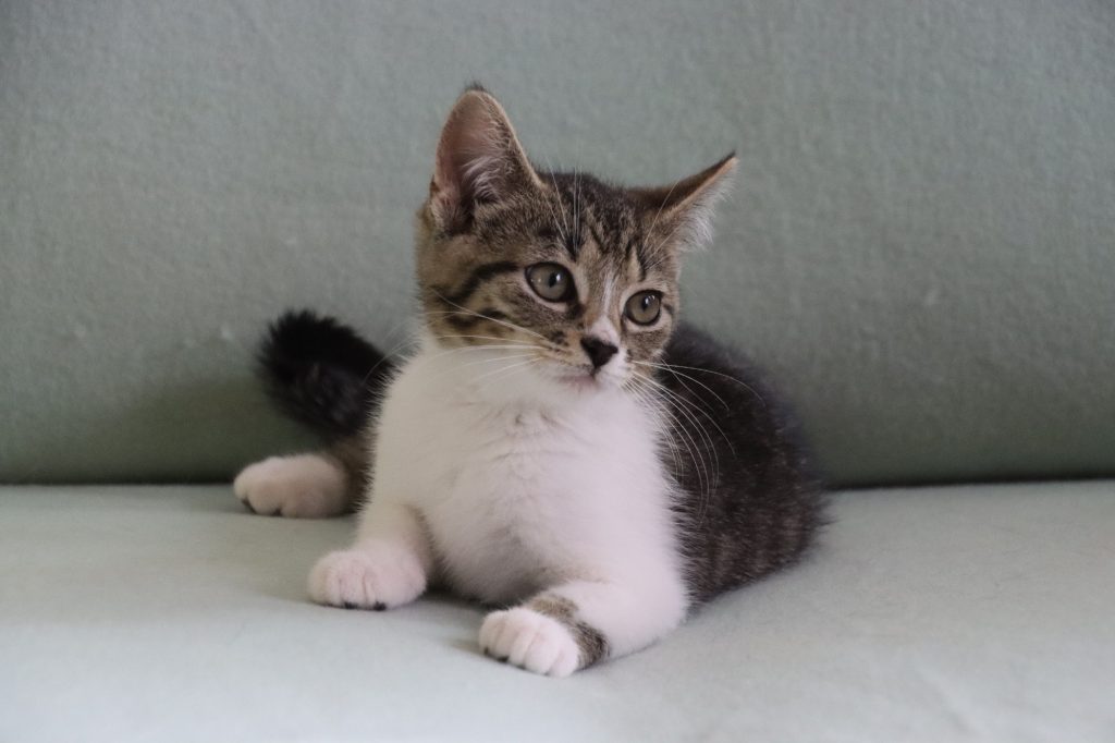 Tijger kitten Cherry