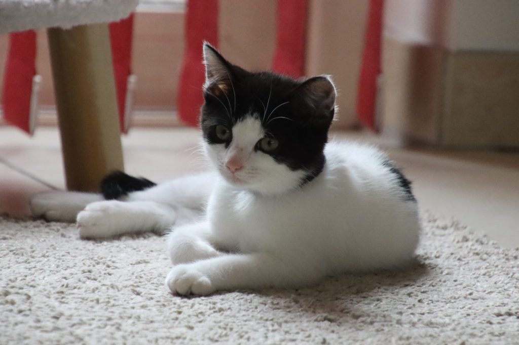 Wit-zwart kitten Chimay