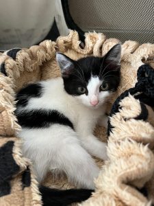 Zwart-wit kitten Chimay in mandje