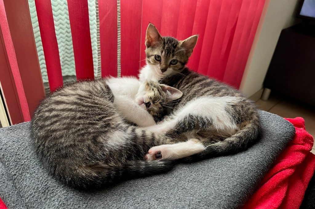 Kittens grijs tijger