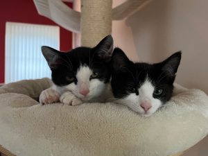 Zwart-witte kittens Chimay en Chandy