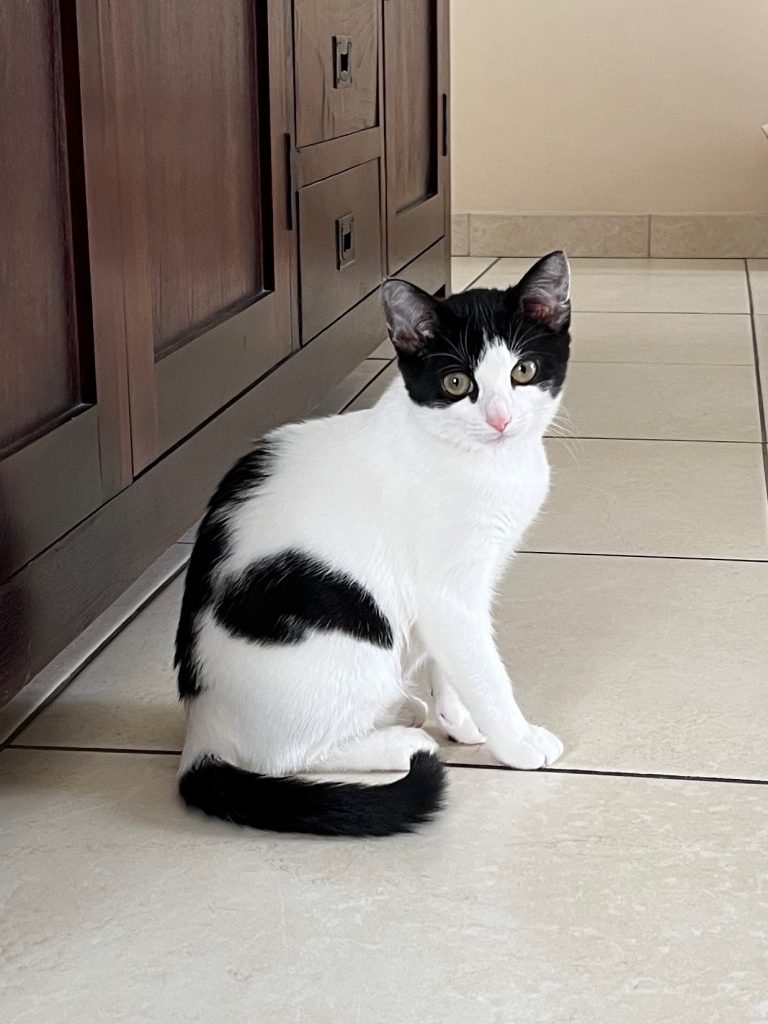 Mooi kitten Chimay, wit met zwart