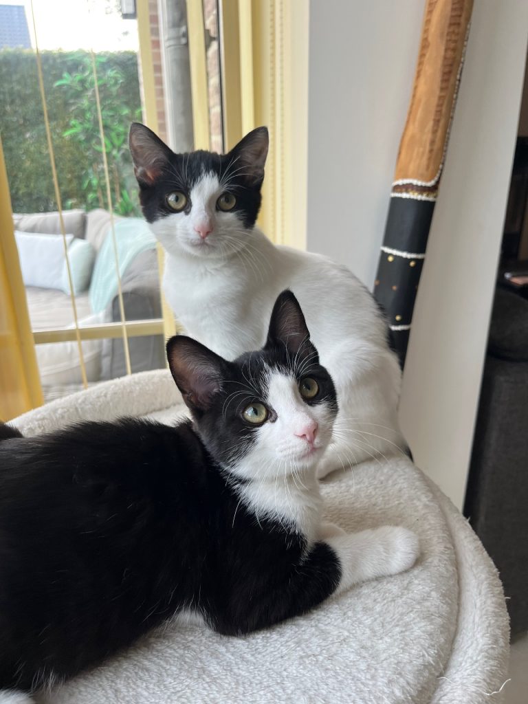 Zwart-wit en wit-zwart kitten