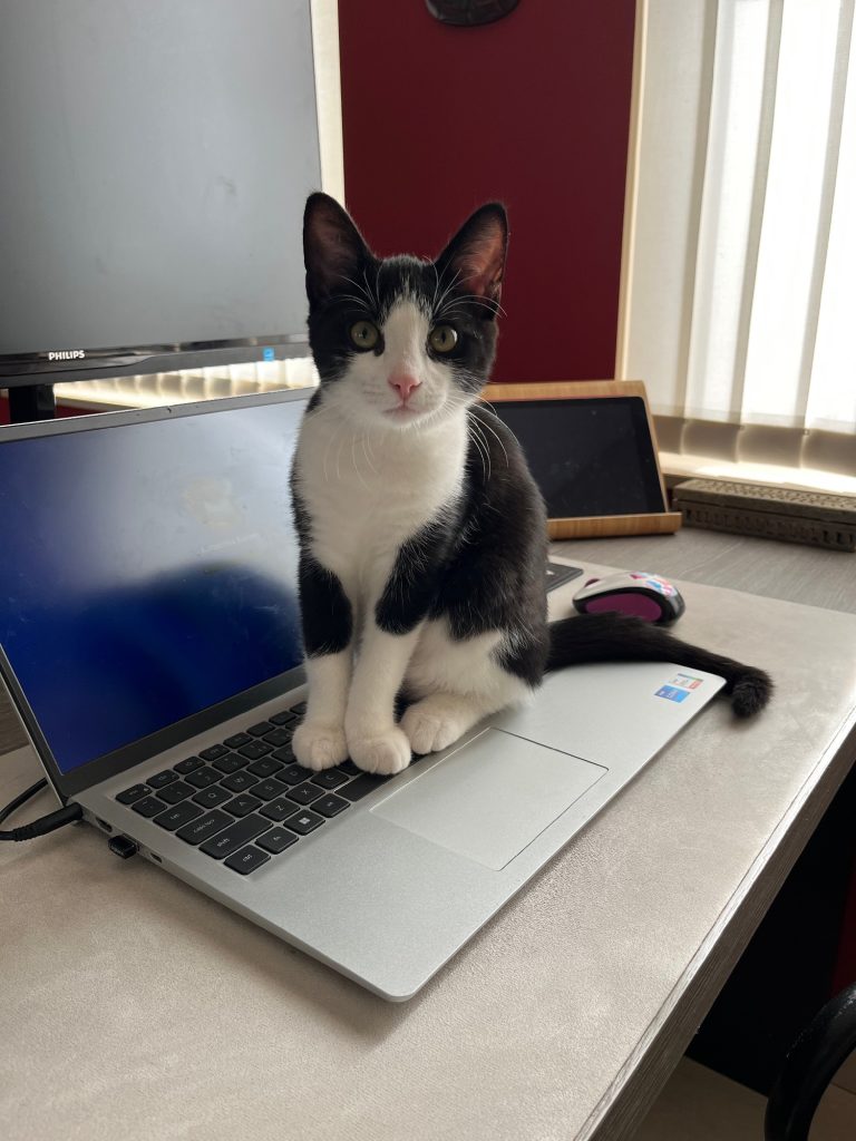 Zwart-wit kitten Chandy op toetsenbord van laptop
