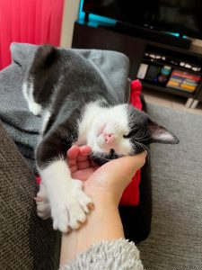 Zwart-witte Chandy geniet van aaitjes