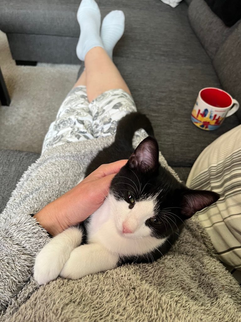 Zwart-wit kitten Chandy ligt op schoot