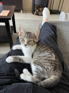 grijze tijger kitten op schoot