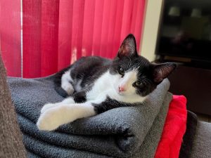 Zwart-wit kitten Chandy
