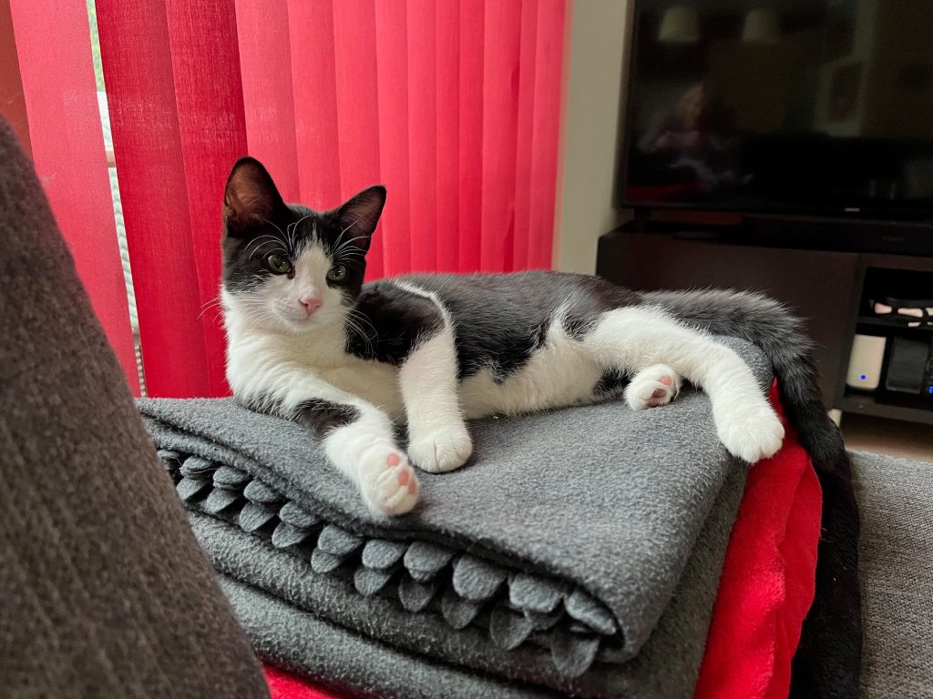 Mooie Chandy zwart-wit kitten