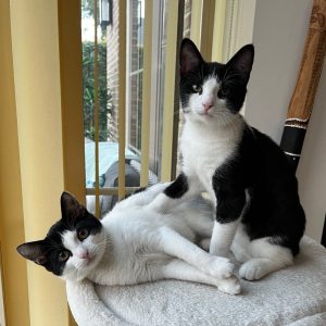 Chandy en Chimay zwart-witte kittens