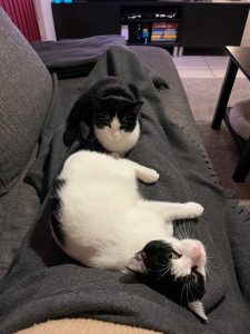 Zwart-witte kittens Chimay en Chandy liggen op schoot