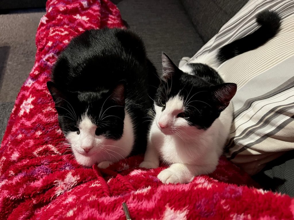 Zwart-witte kittens Chimay en Chandy liggen op schoot