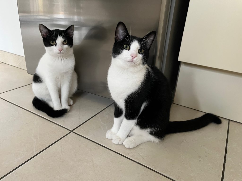 Twee zwart-witte kittens, Chandy en Chimay