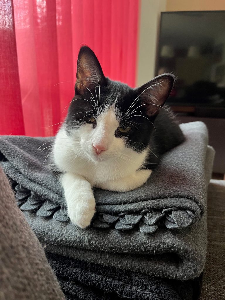 Zwart-wit kitten Chandy op stapel fleece dekens