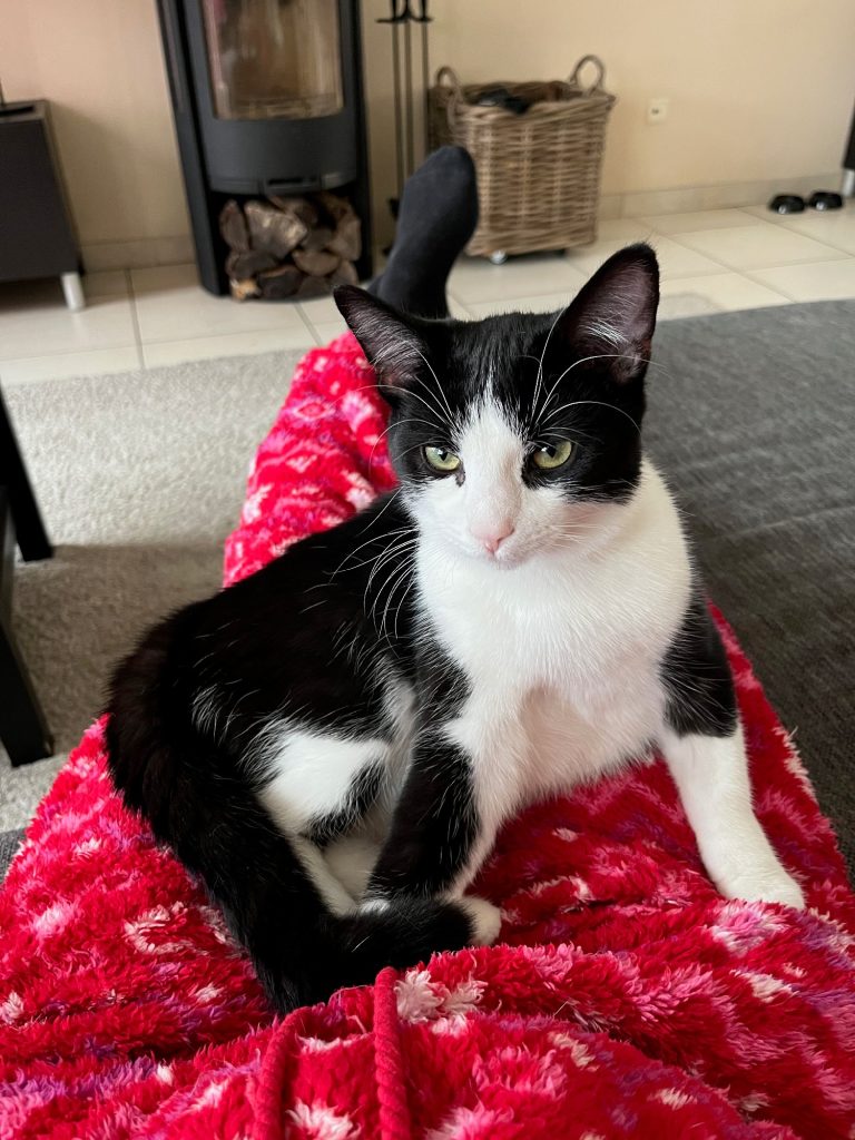 Zwart-wit kitten Chandy op schoot