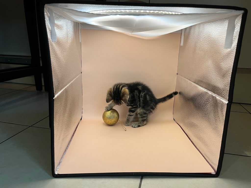 Kitten in lightbox
