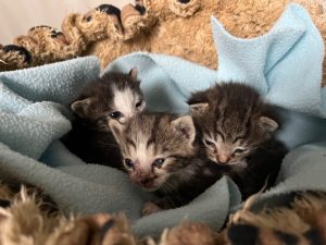 Drie kleine kittens gevonden