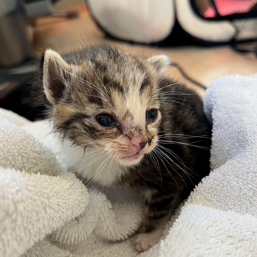 Doha kitten tijger