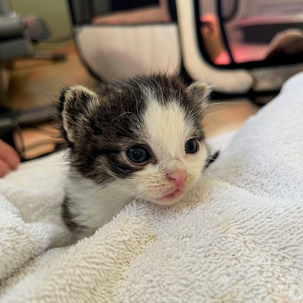 Dhabi kitten zwart-wit