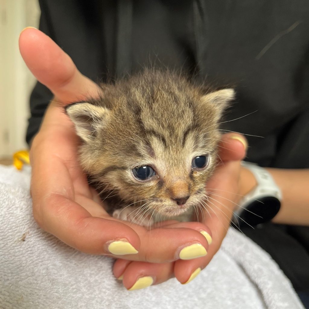 Dubai kitten tijger
