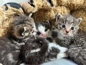 drie kittens van 3 weken oud
