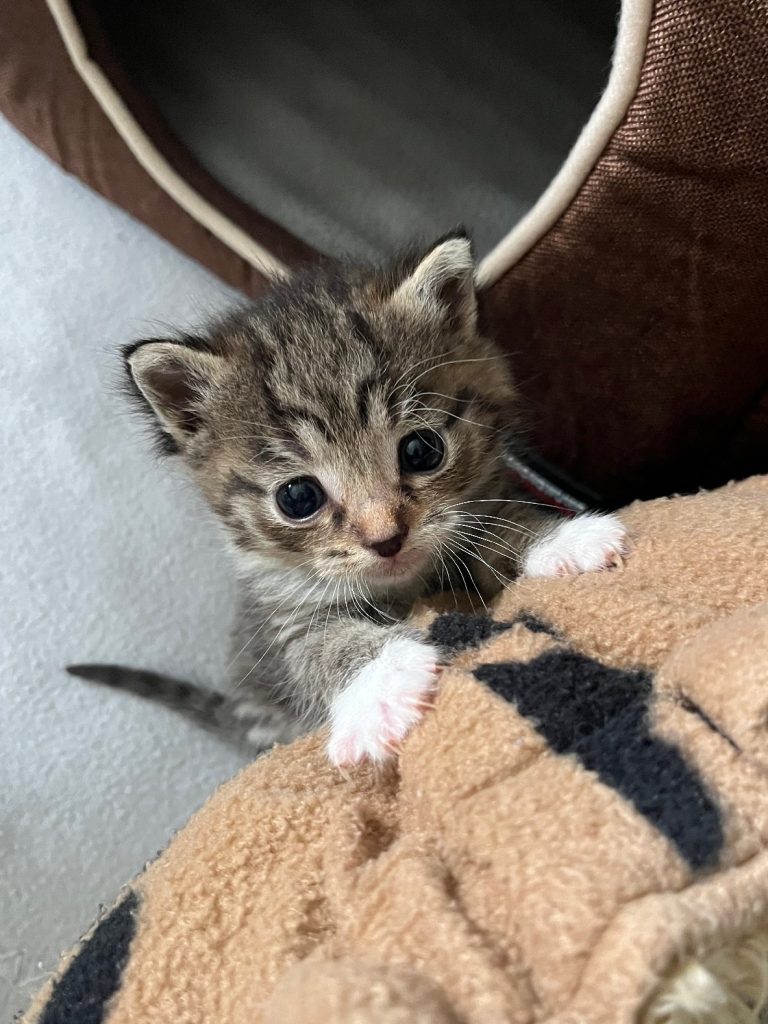 Dubai tabby kitten