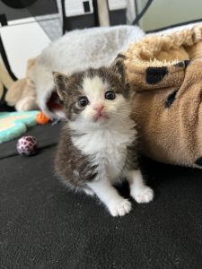 Dhabi zwart-wit kitten