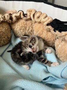 kitten met neurologische problemen