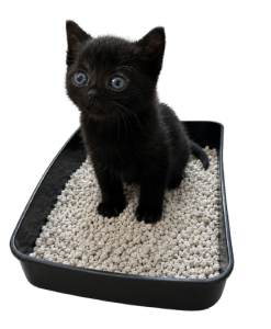 zwart kitten op kattenbak