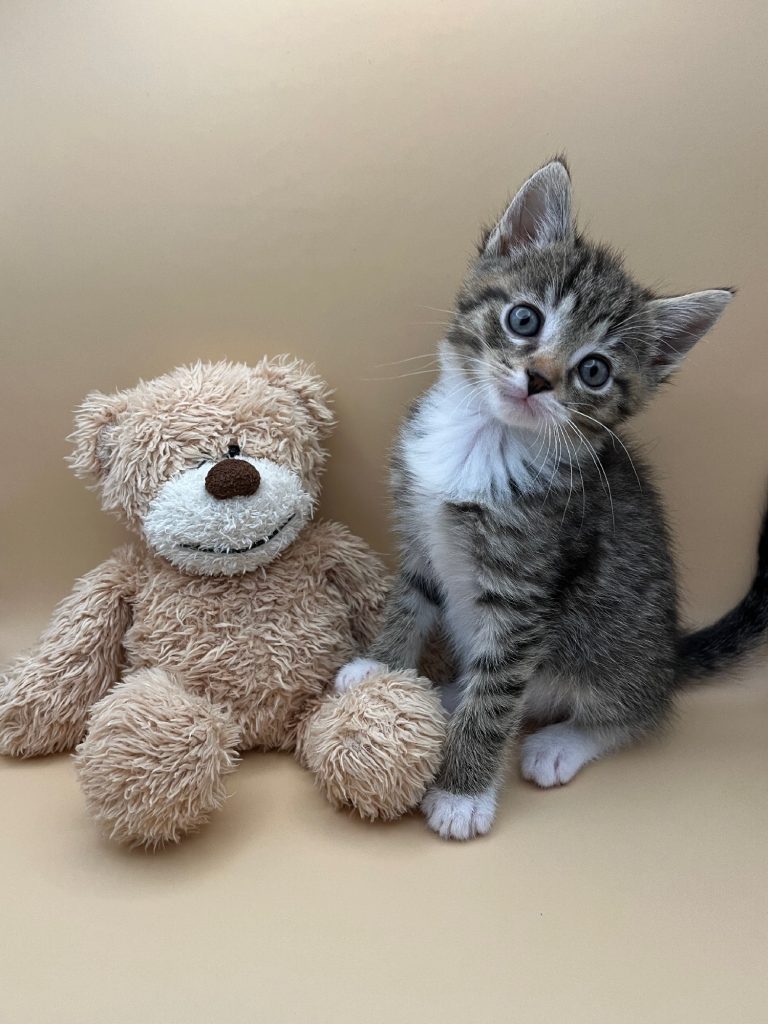 Fotoshoot met tijger kitten