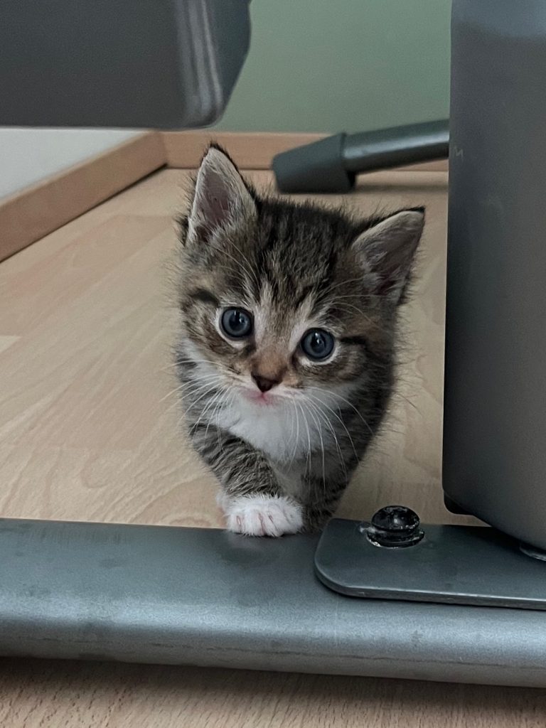 Dubai mooi tijger kitten