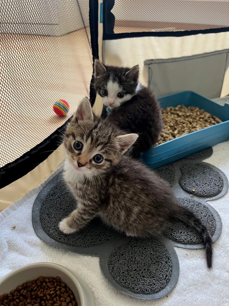 Twee kittens van vijf weken oud