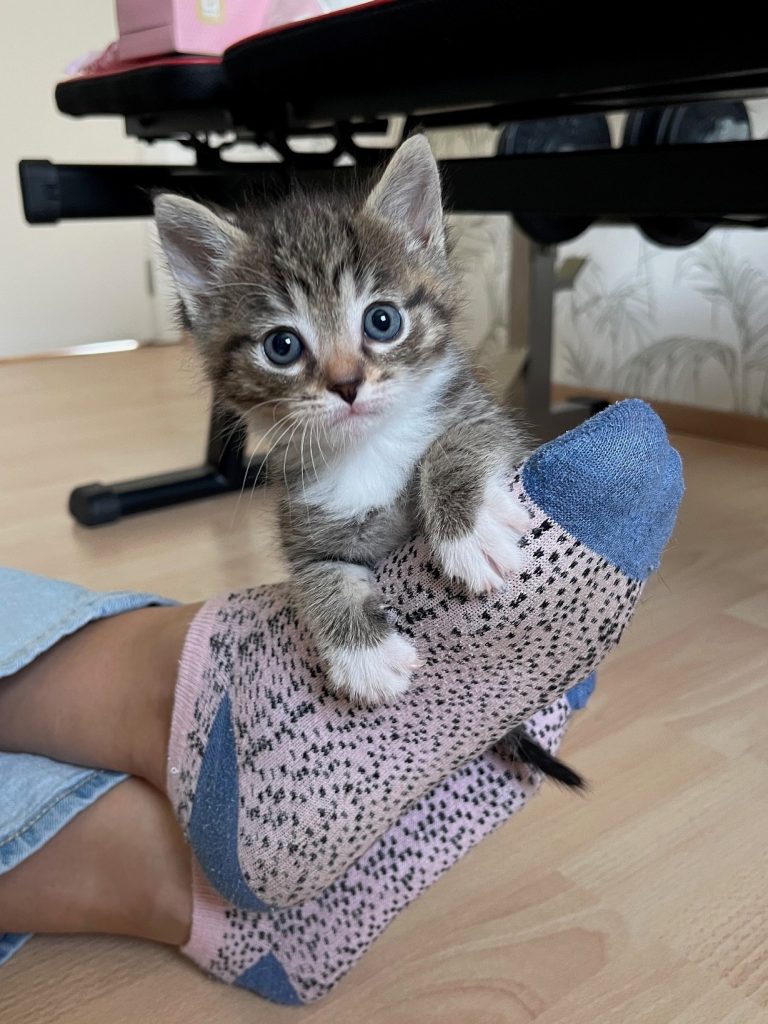 Tijger kitten Dubai