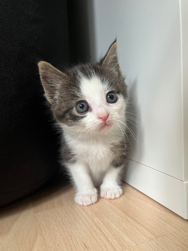 Zwart-wit kitten Dhabi