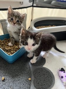 Twee kittens op kattenbak