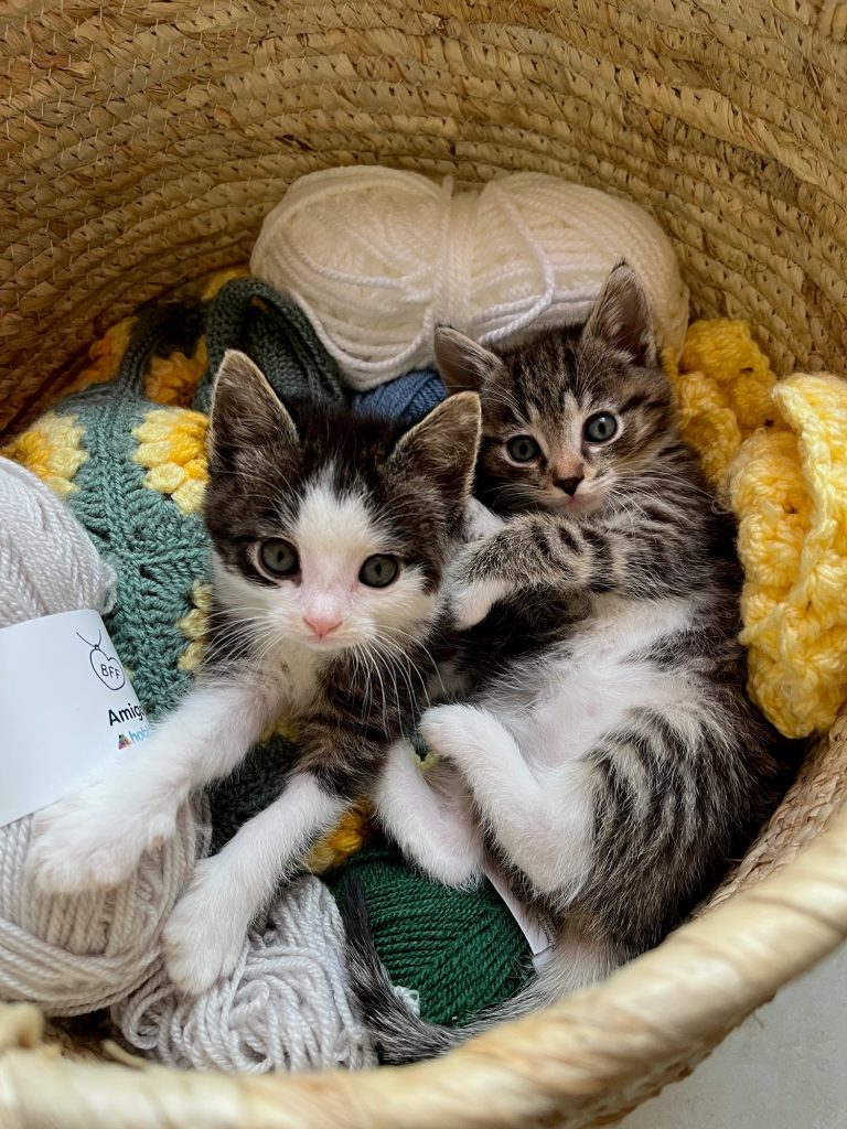 Twee kleine kittens in een mand vol wol