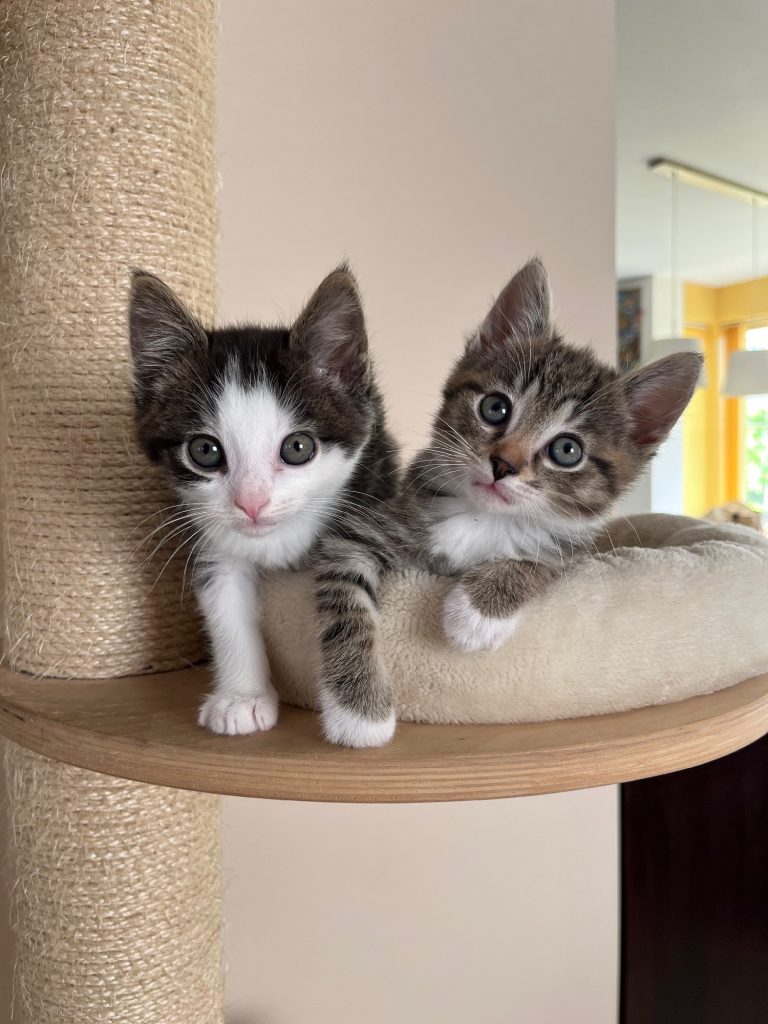 Twee kittens in een krabpaal