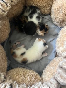 Nestje van drie kittens in opvang